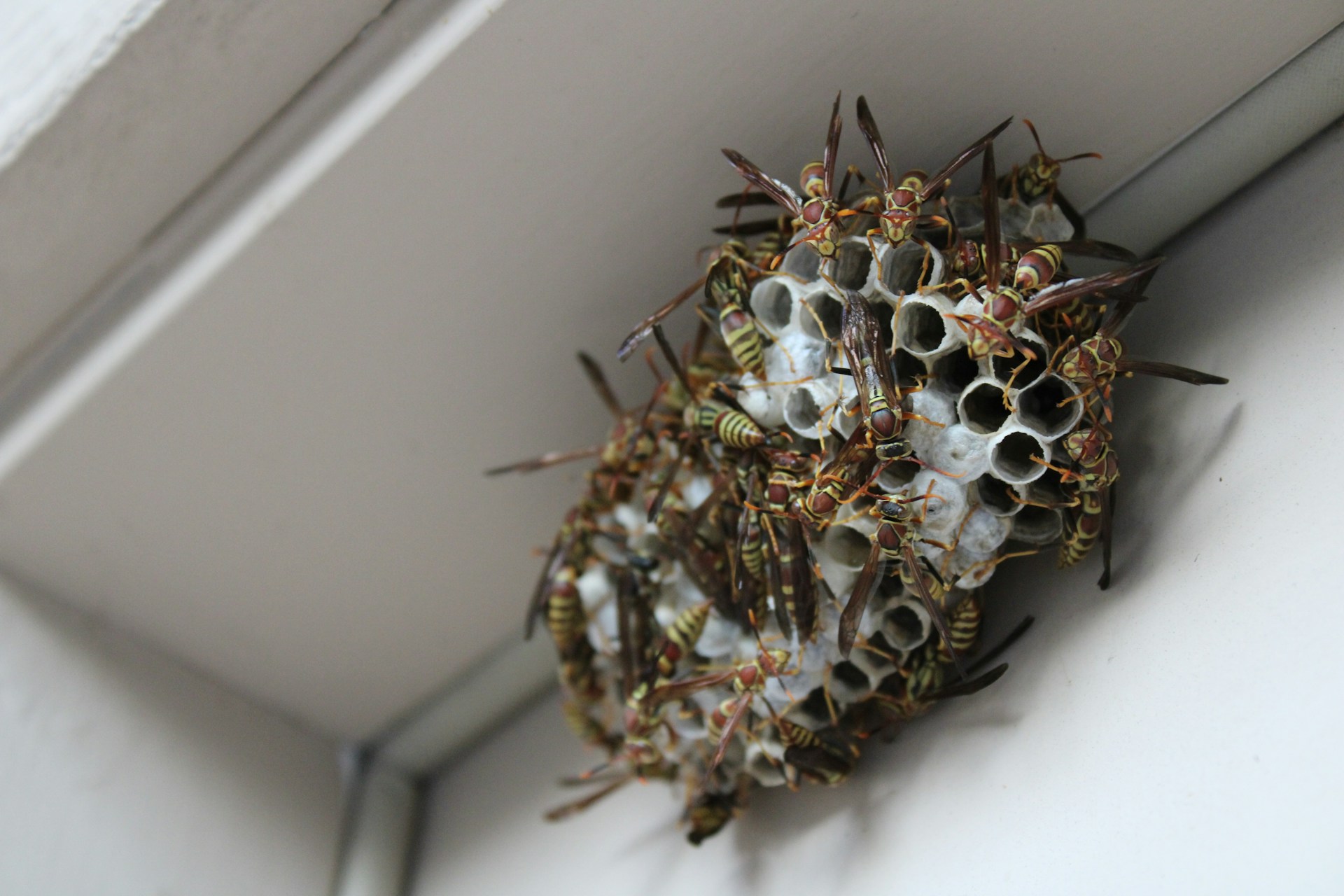 extermination urgence 24 7