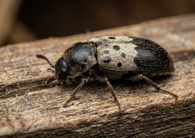 Lard beetles