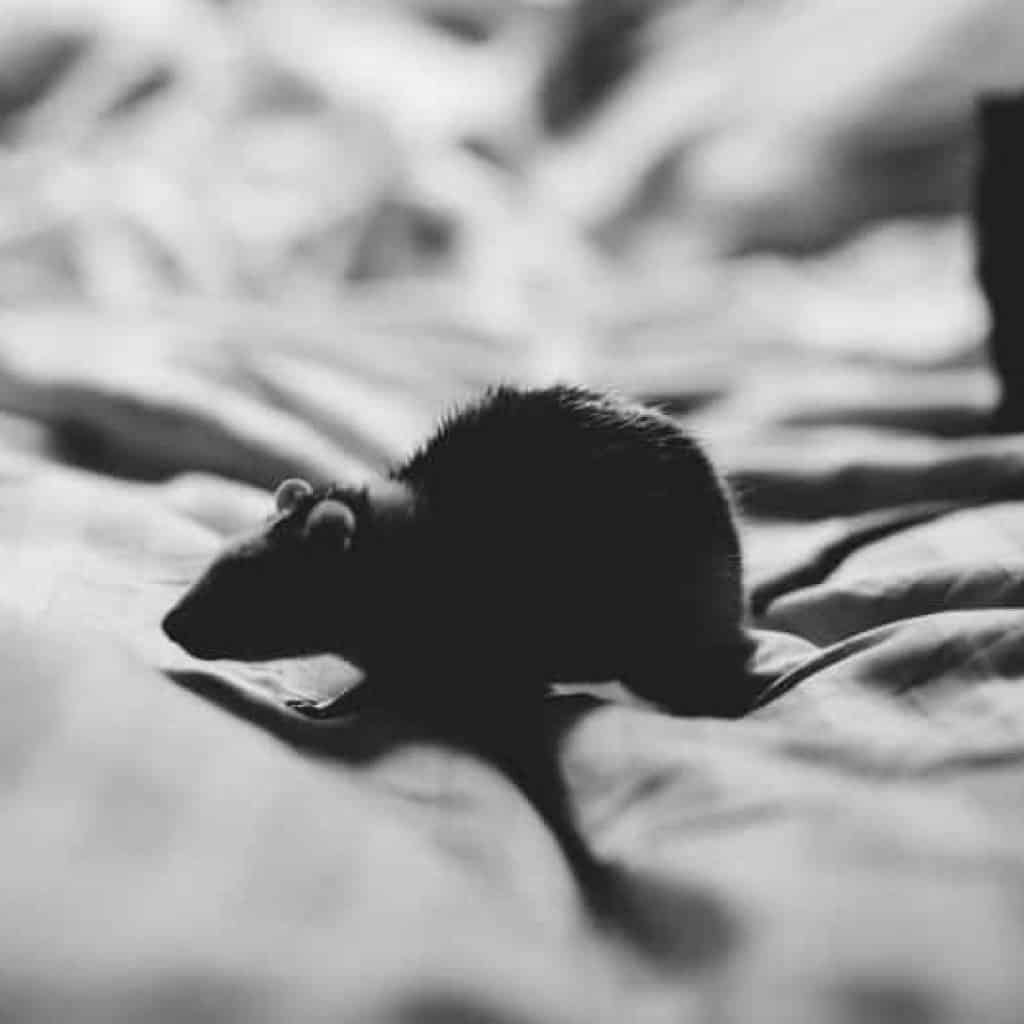 Problème de souris