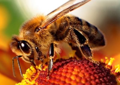 Bees