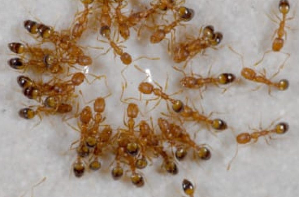 10 Astuces naturelles pour se débarrasser des fourmis