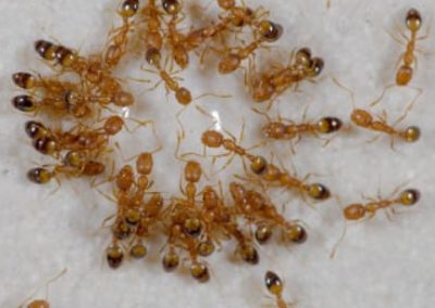 Pharaoh ants
