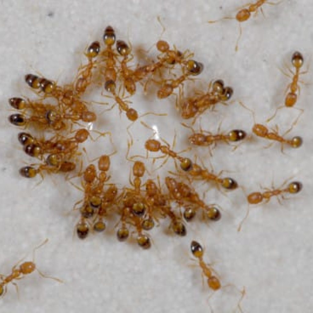 Extermination-fourmis-pharaon-e1409658658677-1024x1024