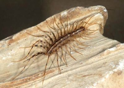 Centipede