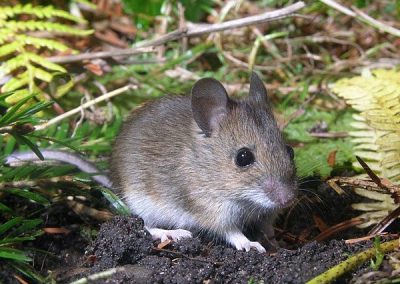 Field Mouse