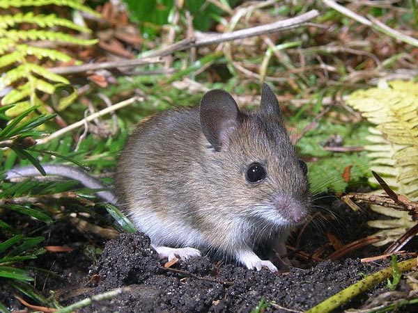 Mulot vs souris