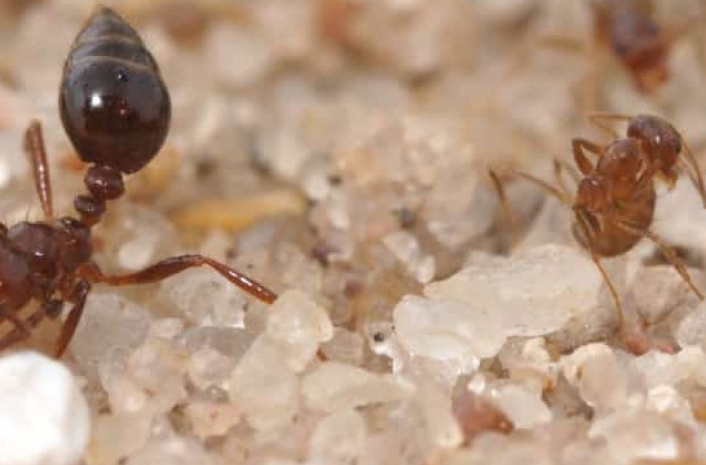 Fourmis domestiques odorantes
