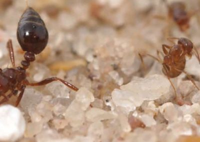 Scented House Ants
