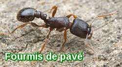 Fourmis-de-pavé