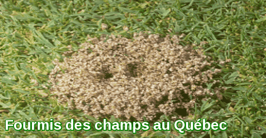 Fourmis-des-champs-au-Québec