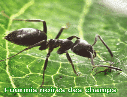 Fourmis-noires-des-champs