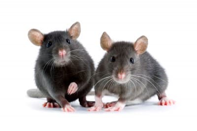 Hausse des infestations de souris à Montréal : solutions d’extermination efficaces