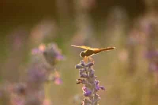 Insectes et Aménagement Paysager
