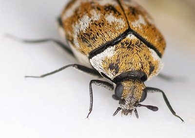 Carpet moth