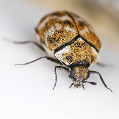 exterminateur d'araignées rive sud montréal