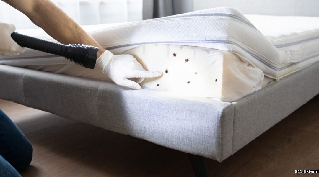 Comment se débarrasser des punaises de lit?
