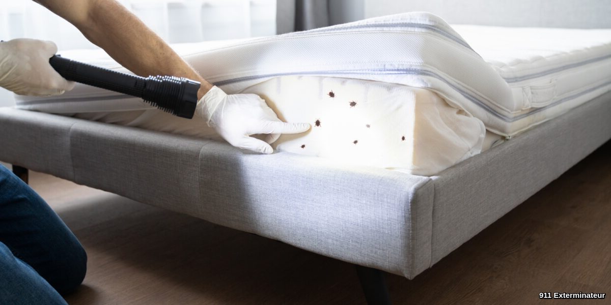 Comment se débarrasser des punaises de lit?