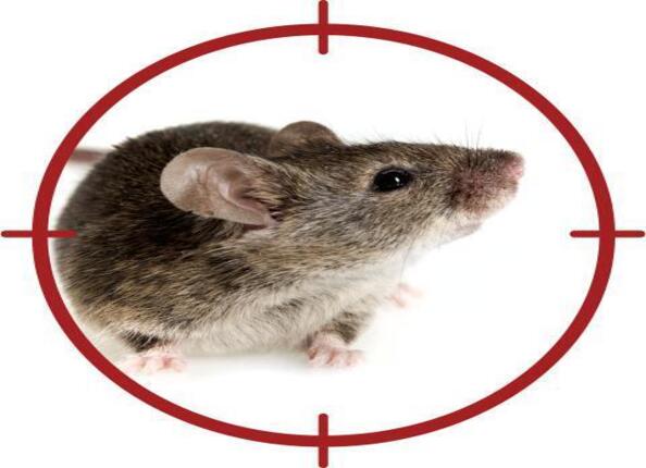 Comment se débarrasser des souris?