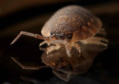 Woodlouse