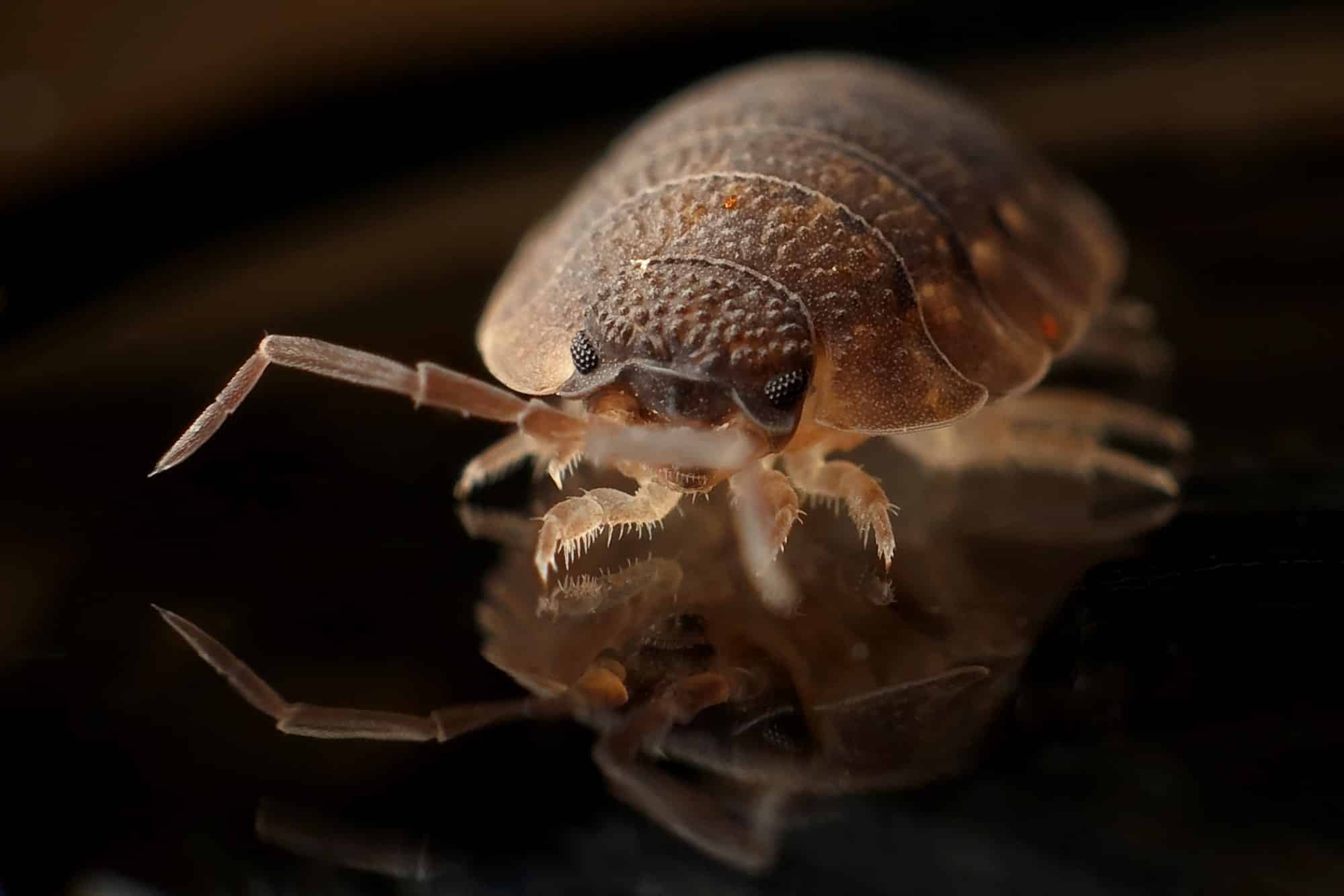 exterminateur-cloportes exterminateur d'araignées rive sud montréal