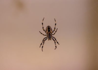 Araignées