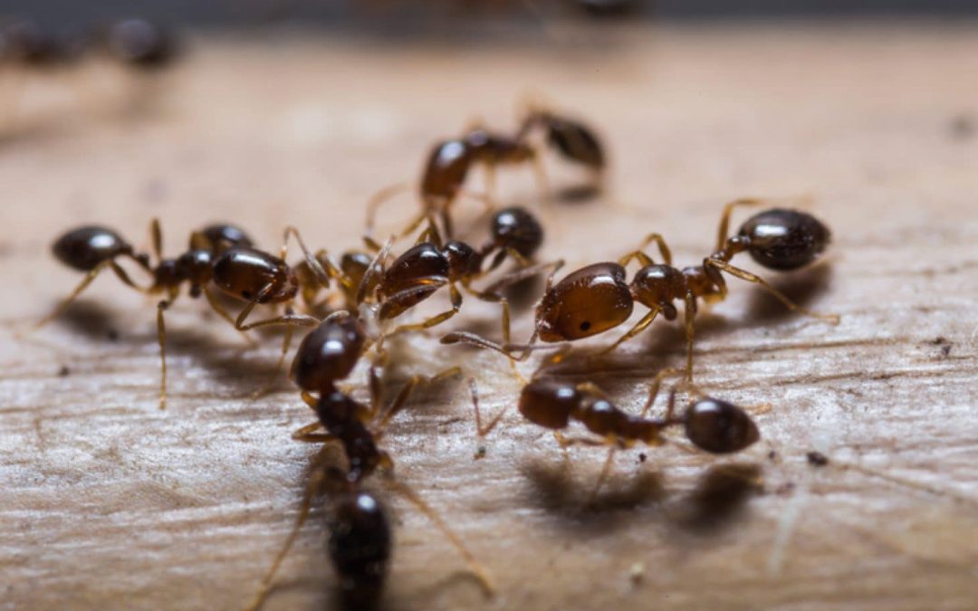 Fourmis