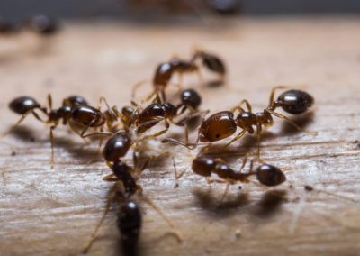 Fourmis