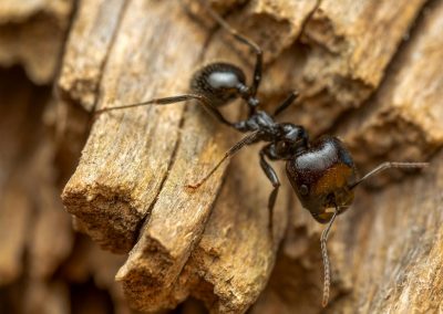 Fourmis Charpentières