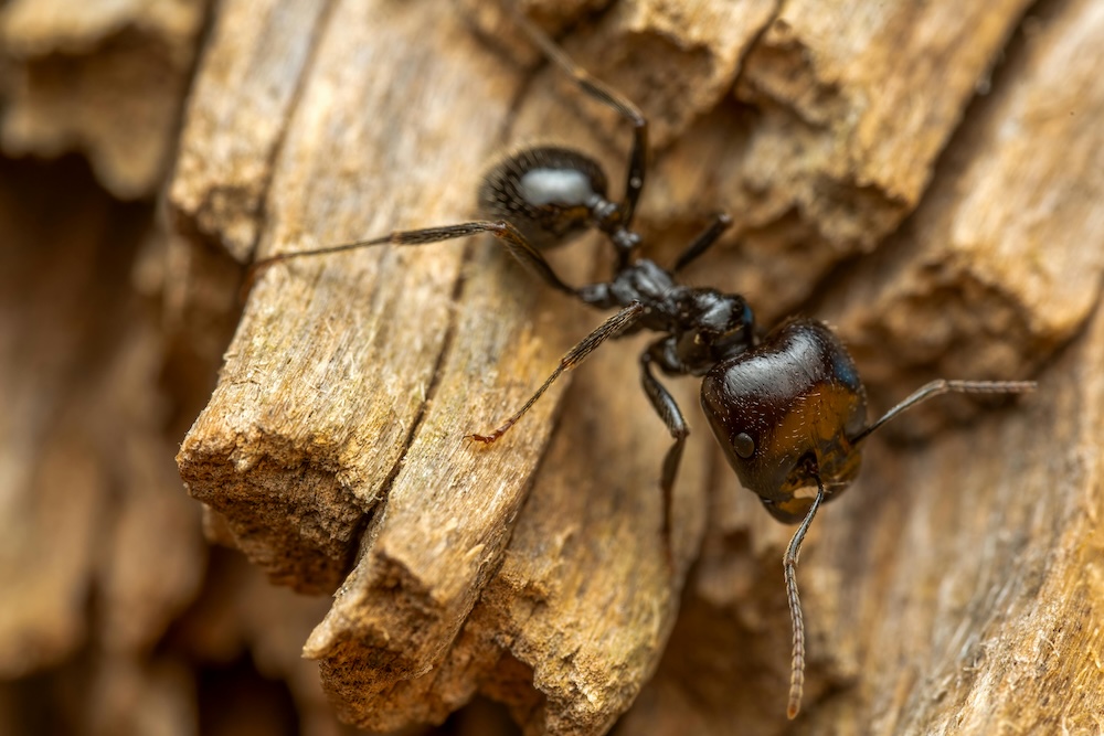 Fourmis Charpentières