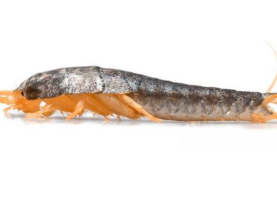 Silverfish