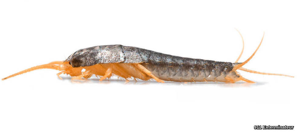 exterminateur-lepisme exterminateur d'araignées rive sud montréal