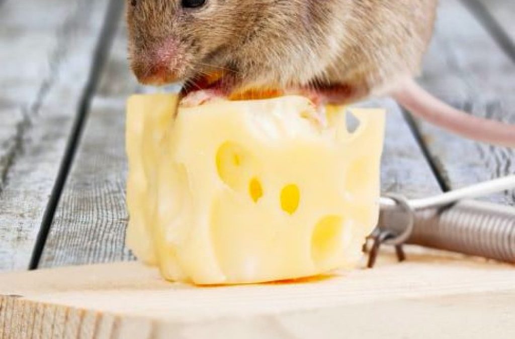 Un exterminateur de souris, est-il vraiment indispensable?