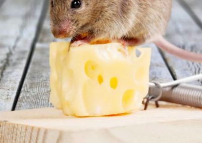 Mouse