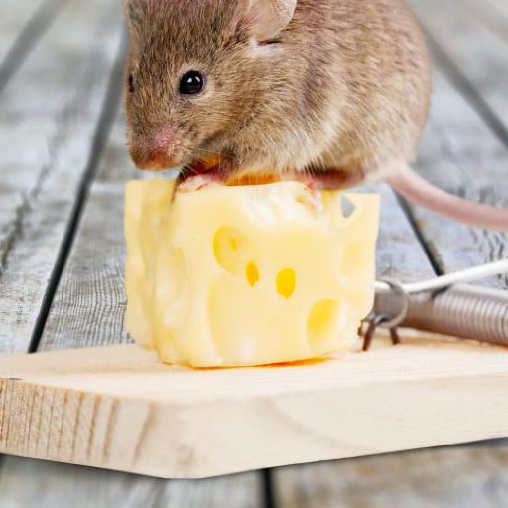 Un exterminateur de souris, est-il vraiment indispensable?