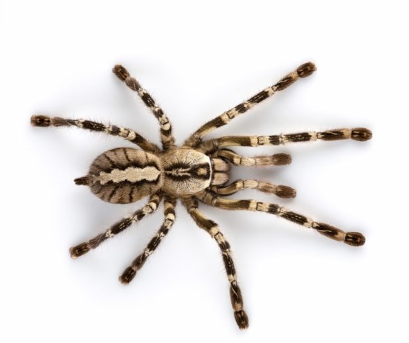 extermination-araignée-e1474760424556