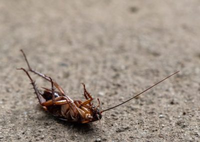 Cockroach 