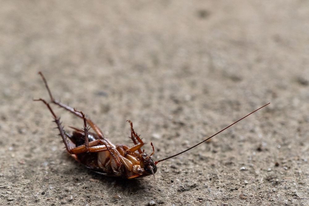 exterminateur d'araignées rive sud montréal