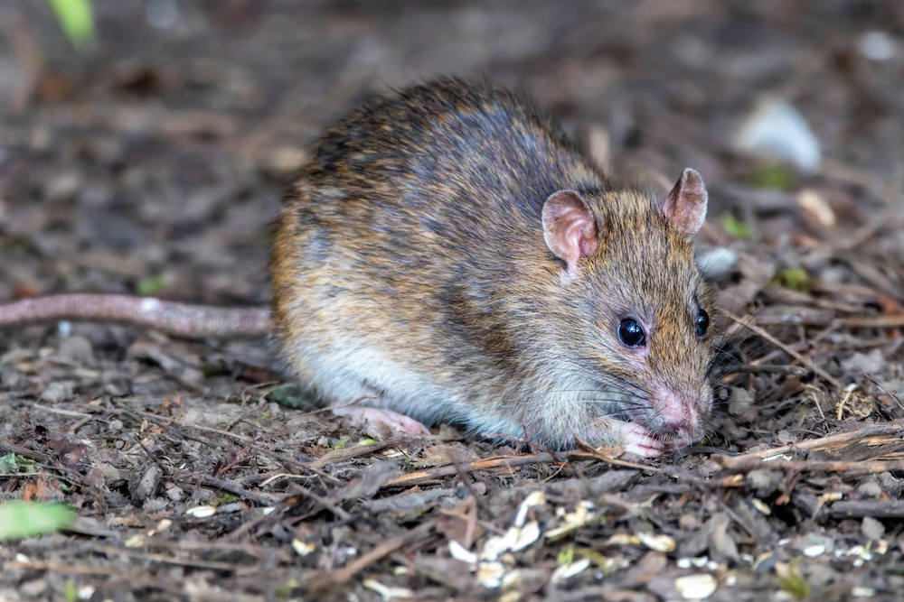 Rats
