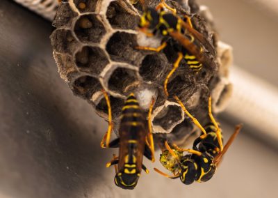 Wasps