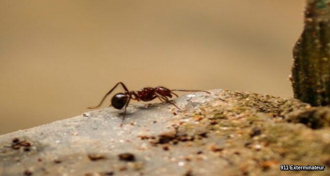Comment se débarrasser des fourmis dans la maison ?