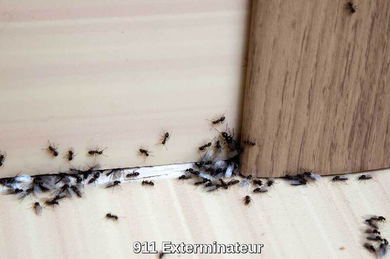Infestation de fourmis