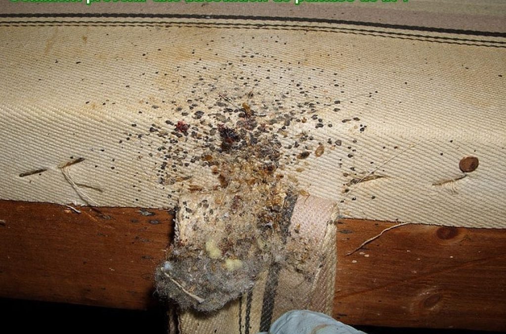 Comment prévenir une infestation de punaise de lit ?