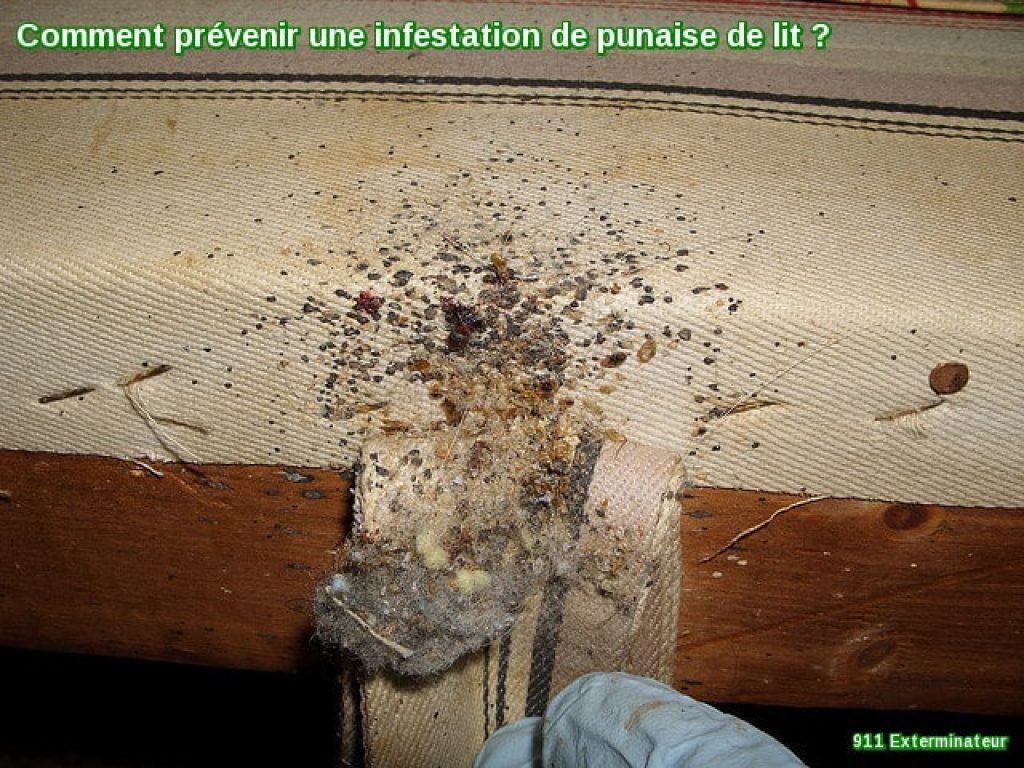 Comment prévenir une infestation de punaise de lit ?