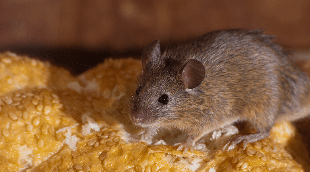 Comment éviter une invasion de souris à Montréal cet automne