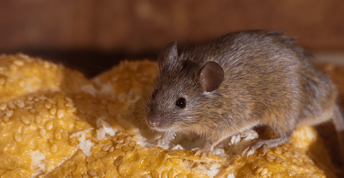 Comment éviter une invasion de souris à Montréal cet automne