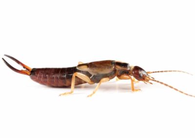 Earwigs