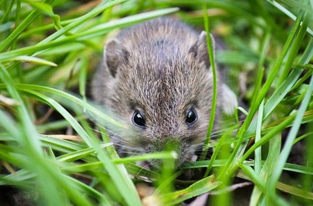 Mice problem