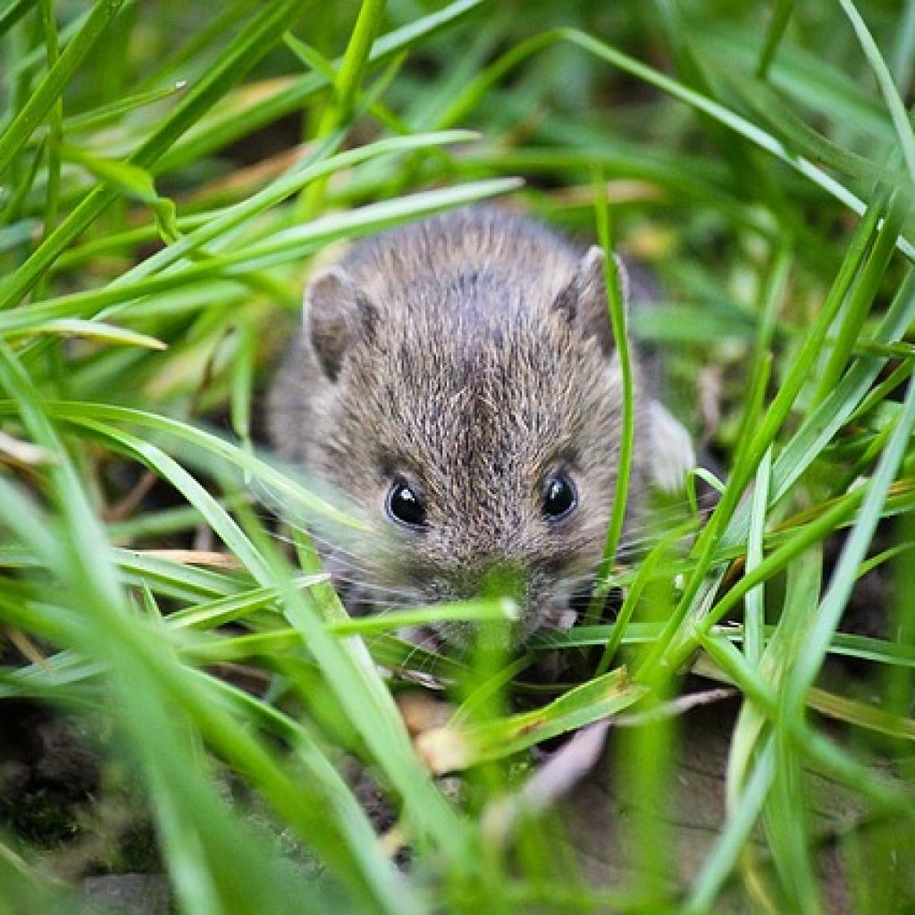 Mice problem
