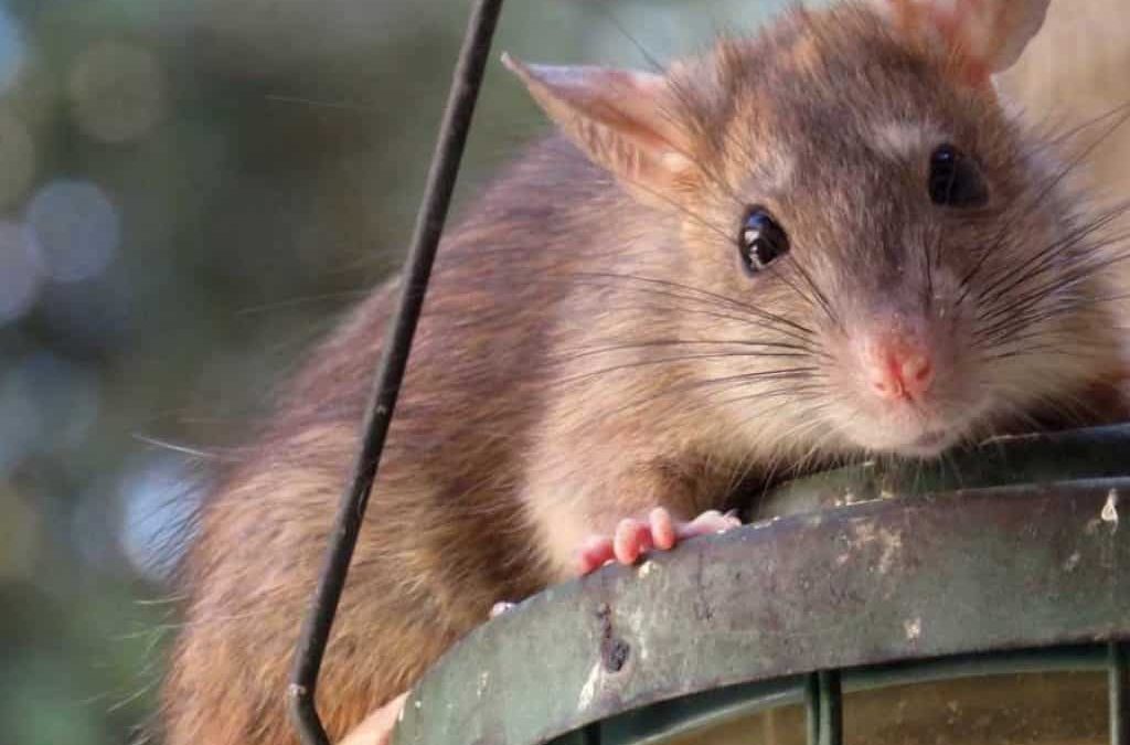 Comment éviter une invasion de rats