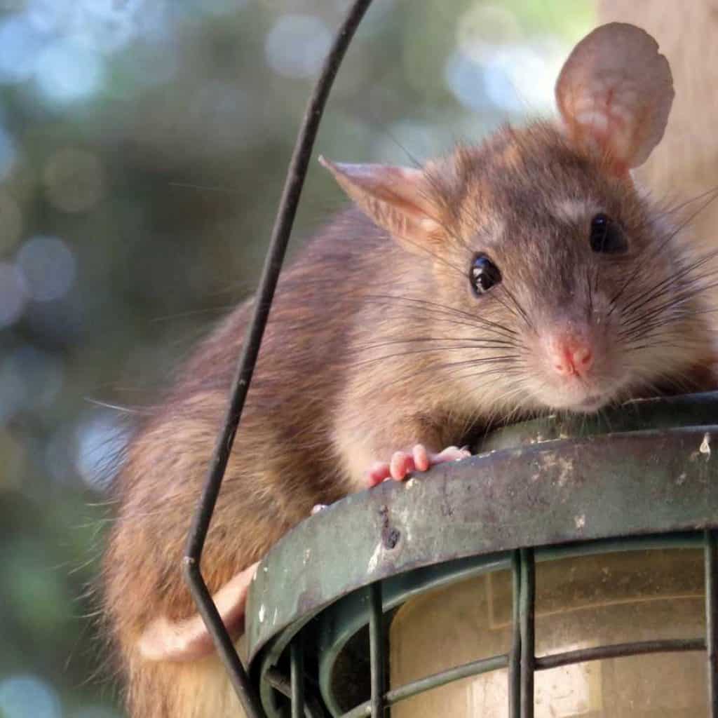Comment éviter une invasion de rats
